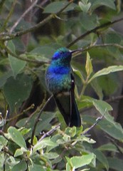 Colibri thalassinus