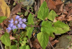 Conoclinium coelestinum