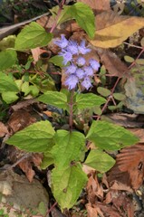 Conoclinium coelestinum
