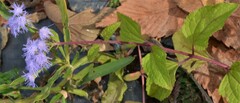 Conoclinium coelestinum