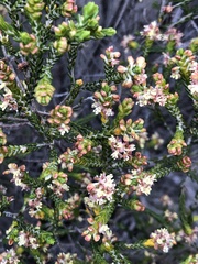 Passerina corymbosa
