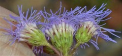 Conoclinium coelestinum
