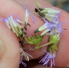 Conoclinium coelestinum