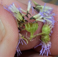 Conoclinium coelestinum