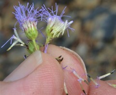 Conoclinium coelestinum