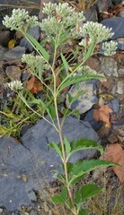 Eupatorium serotinum