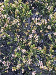 Passerina corymbosa