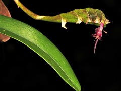 Bulbophyllum