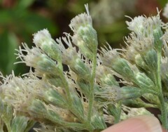 Eupatorium serotinum