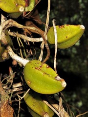 Bulbophyllum