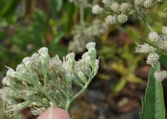 Eupatorium serotinum