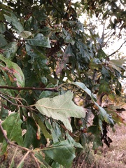 Quercus falcata
