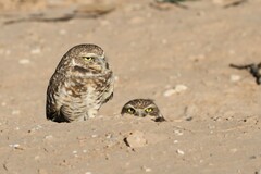 Athene cunicularia hypugaea