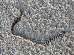Zamenis scalaris