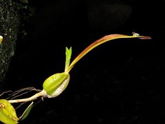 Bulbophyllum