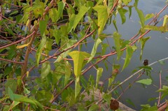 Hibiscus laevis
