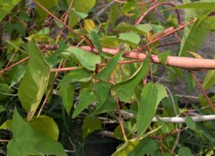 Hibiscus laevis
