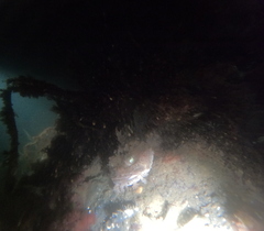 Hemitripterus americanus