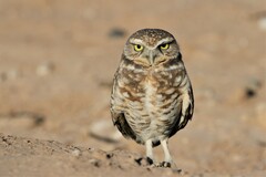 Athene cunicularia hypugaea