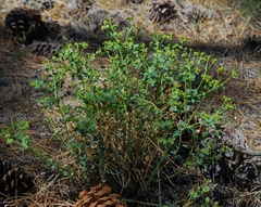 Euphorbia lurida