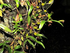 Bulbophyllum
