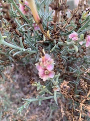 Salsola oppositifolia