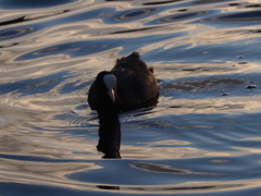 Fulica atra