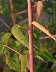 Hibiscus laevis