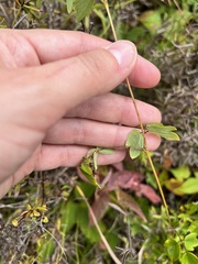 Thalictrum dasycarpum