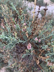 Salsola oppositifolia