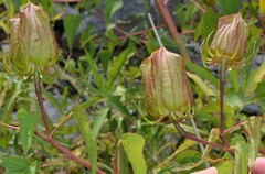 Hibiscus laevis