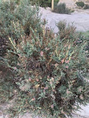 Salsola oppositifolia