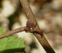 Xysticus lanio