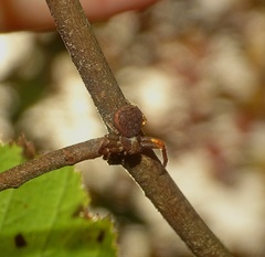 Xysticus lanio