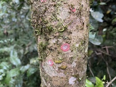 Herpothallon
