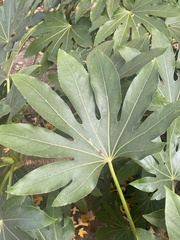 Fatsia japonica