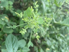 Acalypha indica