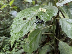 Ichneumonidae