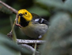 Setophaga townsendi × occidentalis