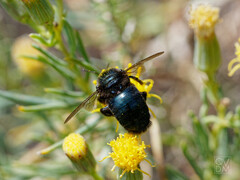 Xylocopa splendidula