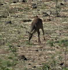 Mazama gouazoubira