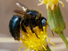 Xylocopa splendidula