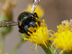 Xylocopa splendidula