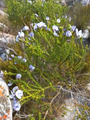 Psoralea aculeata