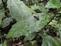 Ichneumonidae