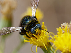 Xylocopa splendidula