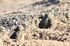 Athene cunicularia hypugaea