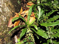 Stenoglottis