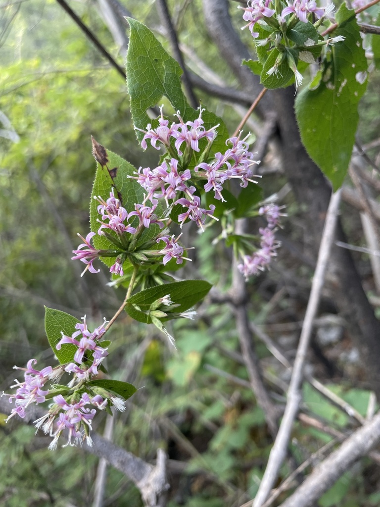 Acourtia pilulosa