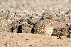 Athene cunicularia hypugaea